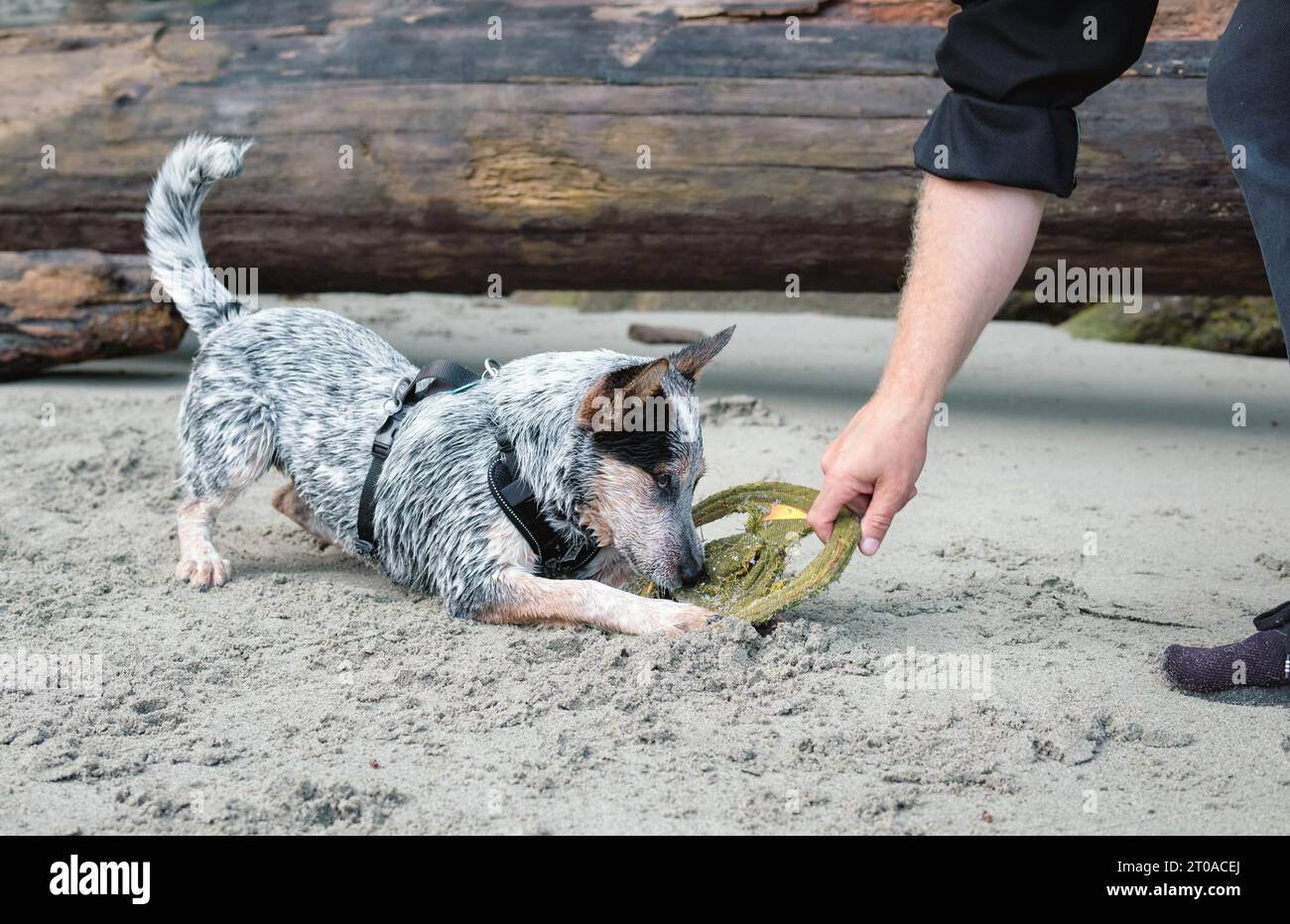 Hündchen spielen am Strand mit dem Besitzer. Eine Hand hält ein Spielzeug, während der Hund es greift. Hundespielzeit, Tauziehen oder Abholen spielen. Seitenansicht Stockfoto