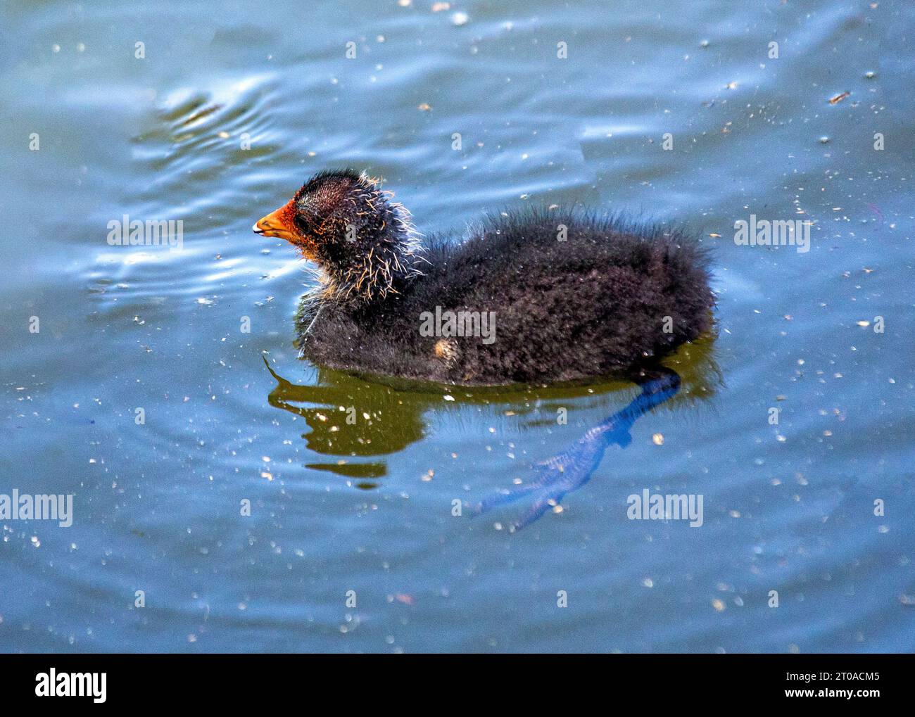 Dieser eurasische Coot, der in Dublin, Irland, entdeckt wurde, zeigt sein unverwechselbares schwarzes Gefieder, während er anmutig auf den Wasserstraßen der Stadt gleitet. Stockfoto