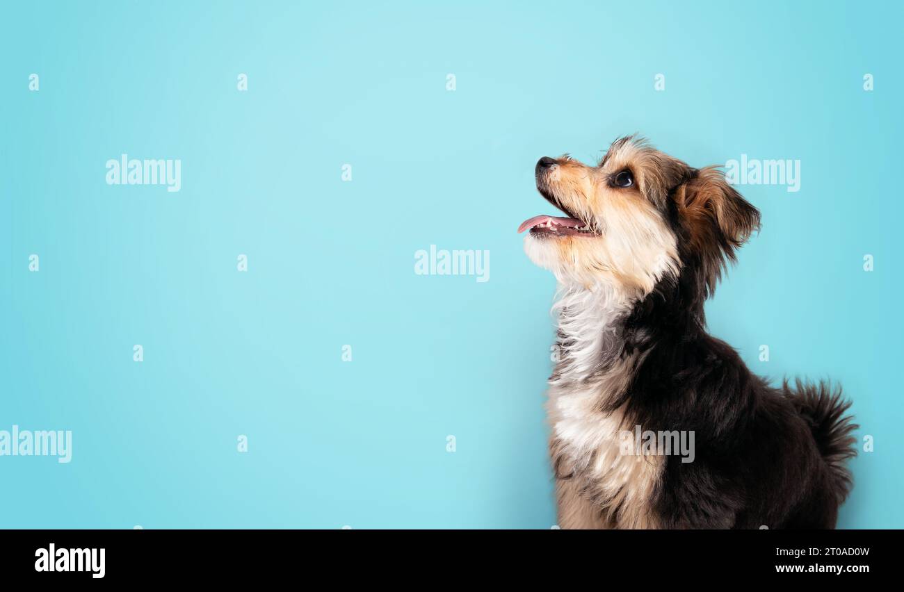 Niedliches Hündchen mit blauem Hintergrund. Flauschiger kleiner Hündchen, der seitlich sitzt und mit offenem Mund nach oben blickt. 4 Monate alter männlicher Morkie-Hund mit langem schwarzen A Stockfoto