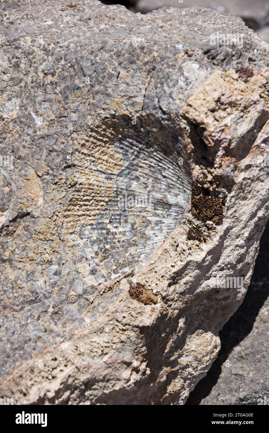 Brachiopodenschalen-Fossil in einem Kalkstein Stockfoto