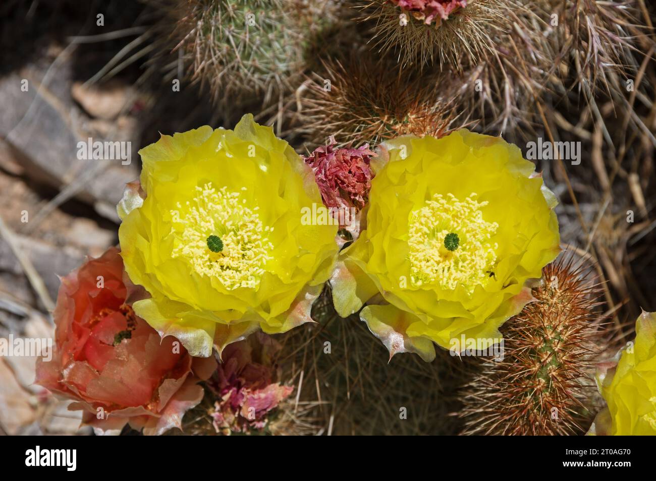 Gelbe Kaktusblüten in der Nevada-Wüste Stockfoto