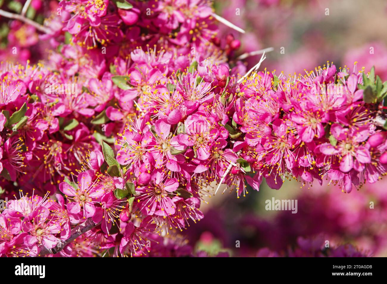 Detail mit wilden Wüstenpfirsich oder Prunus andersonii Blumen Stockfoto