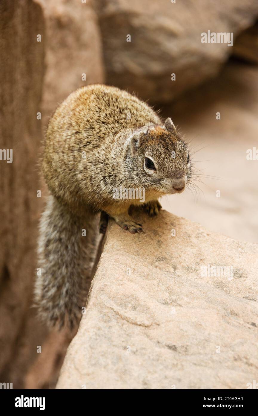 Eichhörnchen im Zion-Nationalpark, das auf einem Felsen sitzt Stockfoto