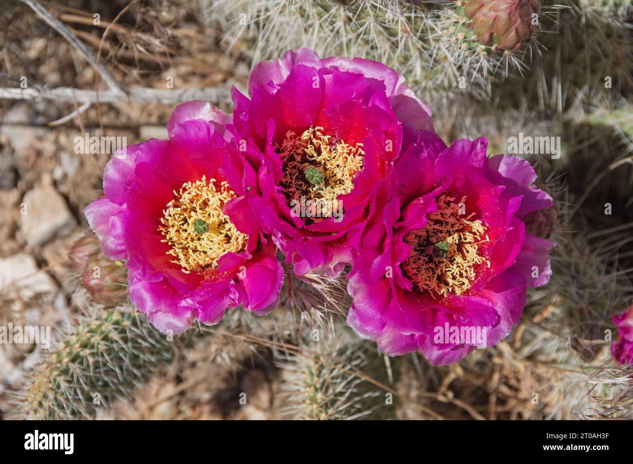 Drei rosa biberschwanzkaktus in der Wüste Nevada Stockfoto