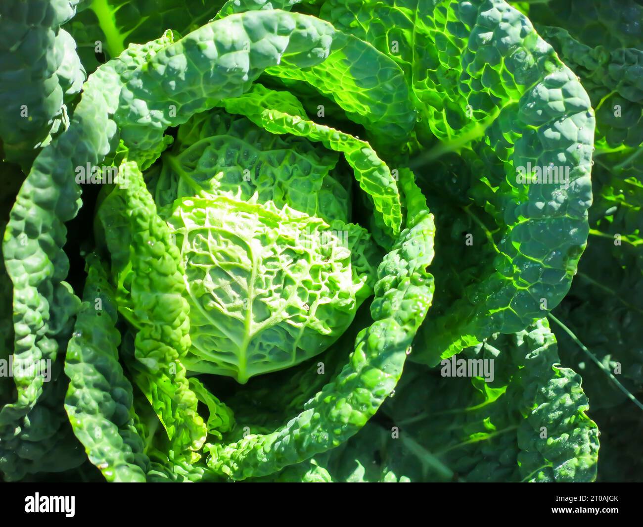 Kohl - Nahaufnahme Stockfoto