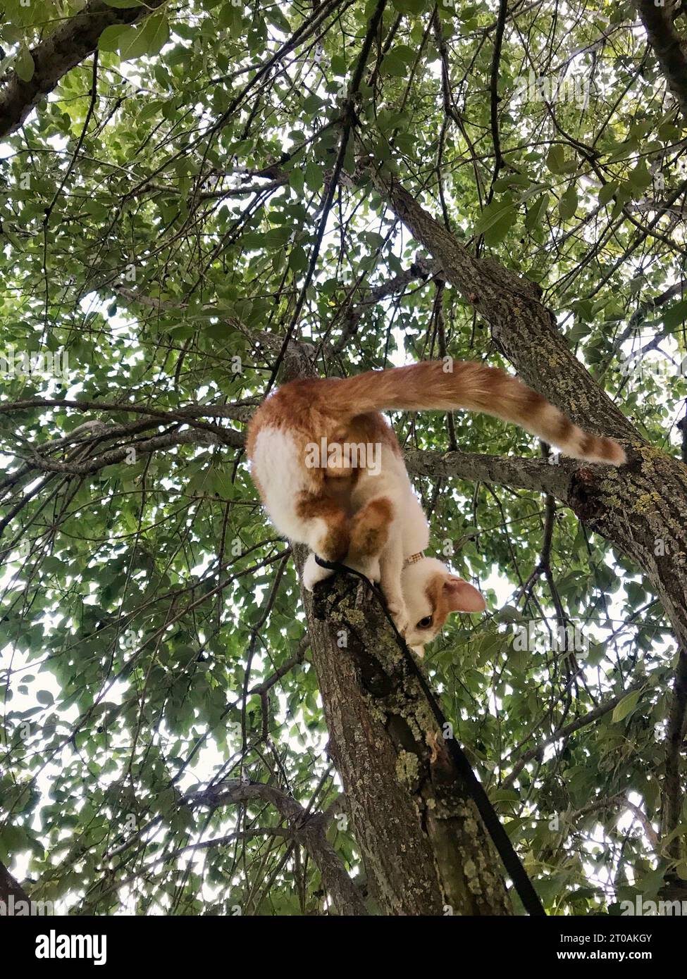 Rote Katze mit weißen Flecken. Sitzt auf einem Baumzweig. Stockfoto