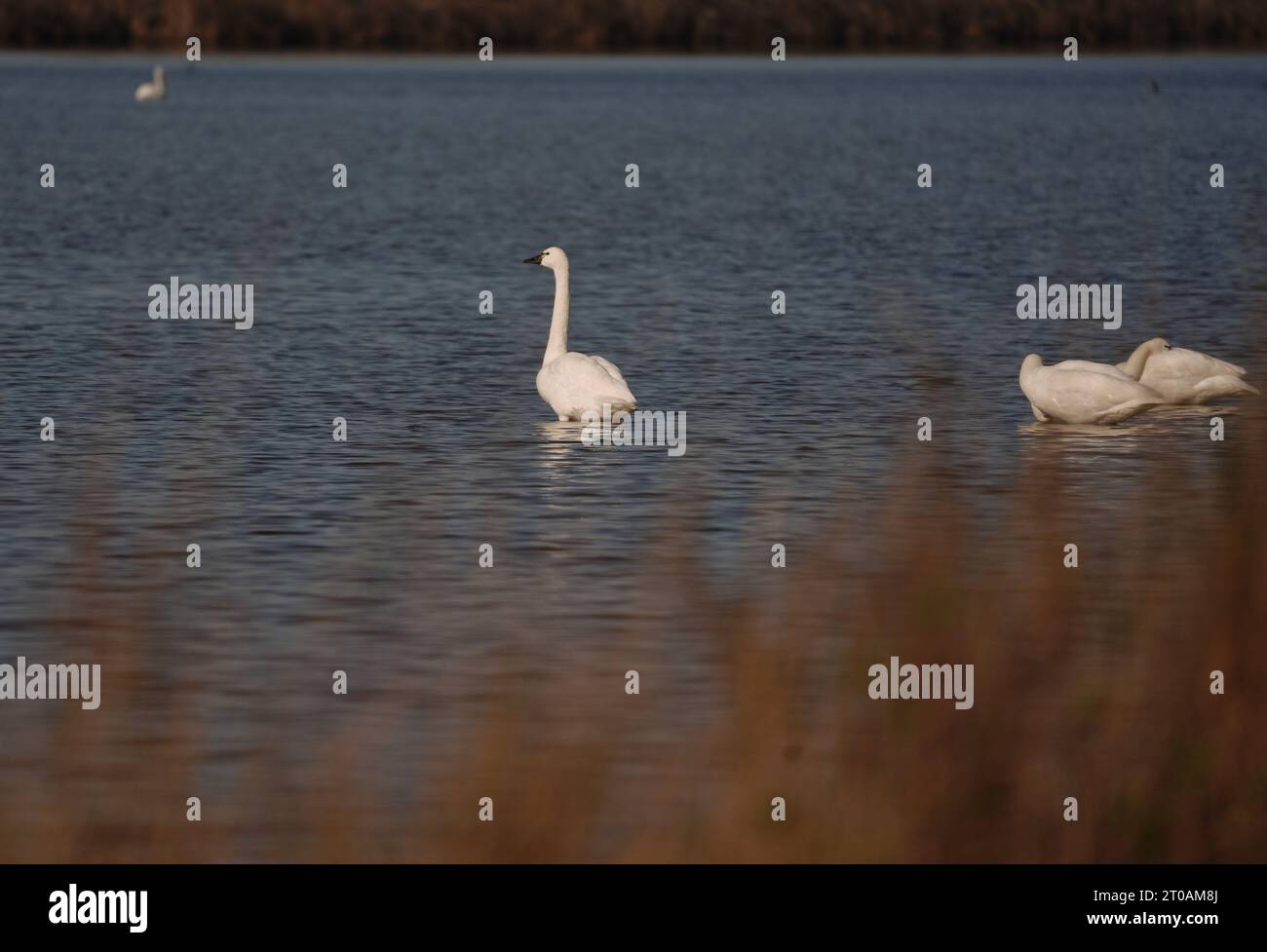 Schwäne, Enten und Gänse ziehen an die unberührte Küste der Outer Banks von North Carolina Stockfoto