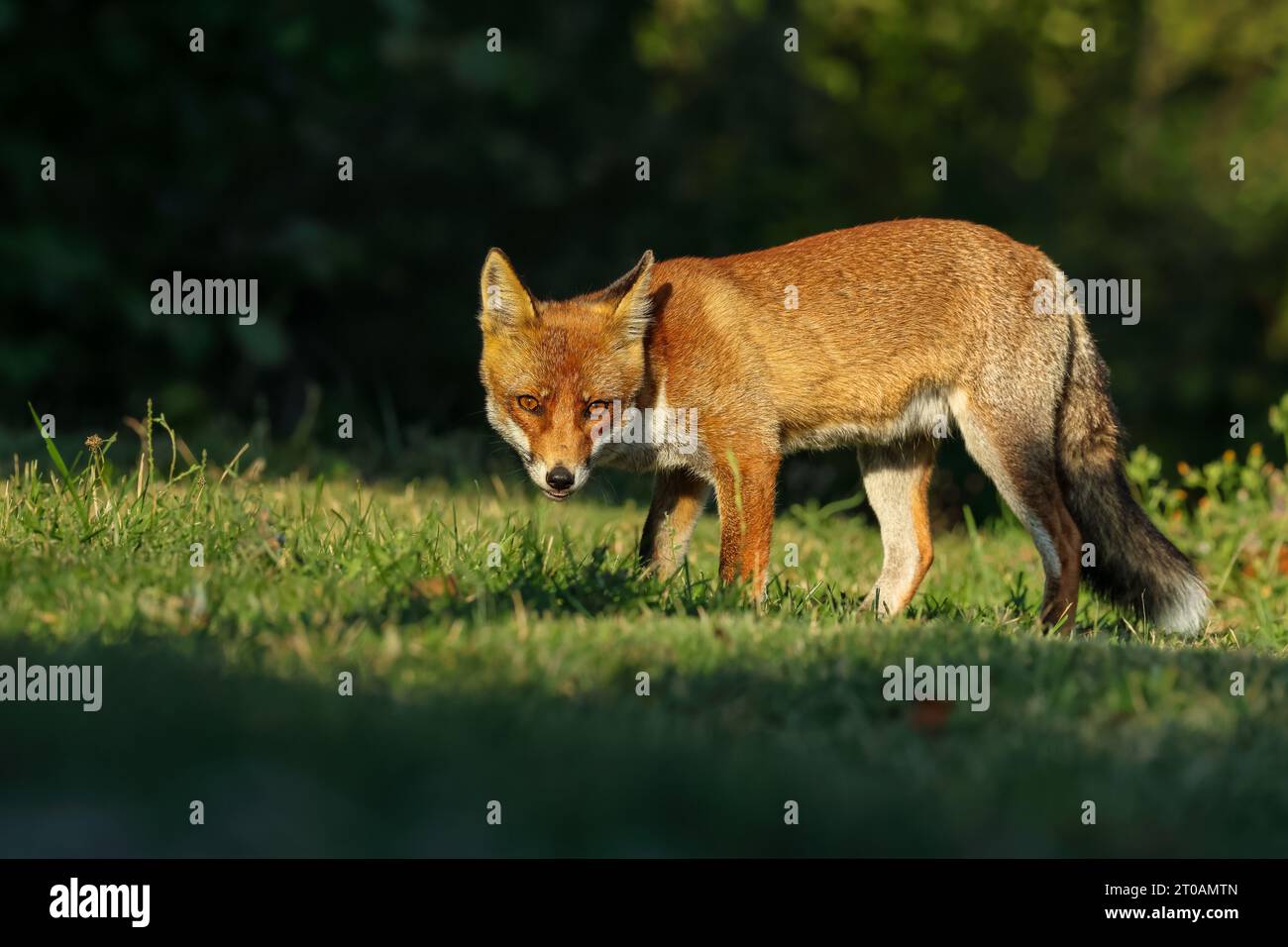 Nahaufnahme des Rotfuchses zwischen Tag und Nacht ... Zwischen Lichtern und Schatten Stockfoto