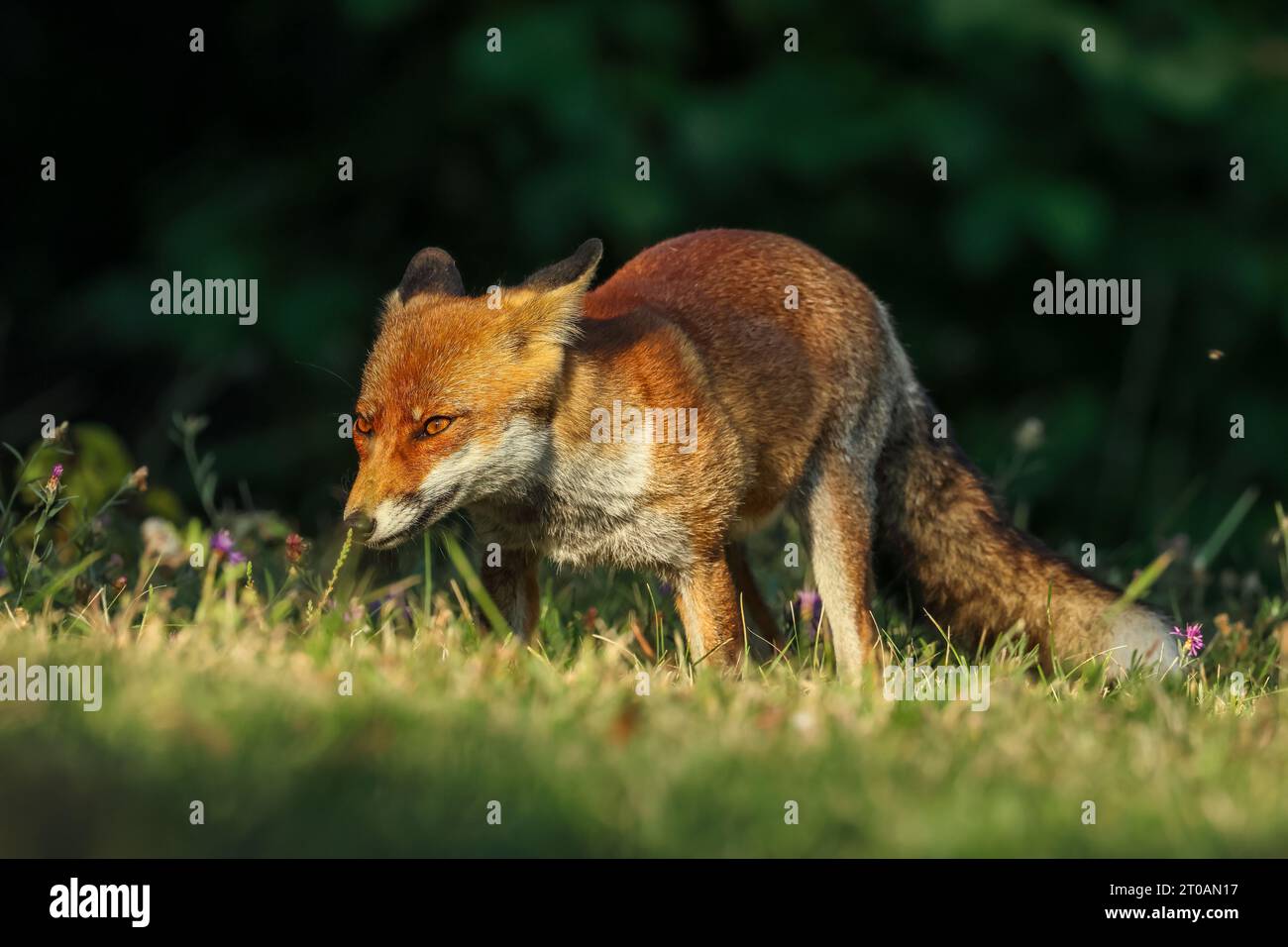 Nahaufnahme des Rotfuchses zwischen Tag und Nacht ... Zwischen Lichtern und Schatten Stockfoto