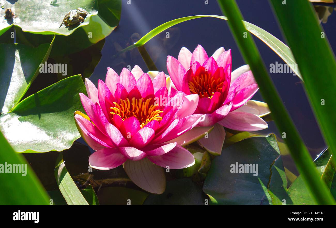 Nahaufnahme des wunderschönen Pink Lotus, Wasserlilie. Zwei schöne rosa Lotusblüten auf dem Teich mit einem kleinen grünen Frosch auf dem Blatt. Stockfoto