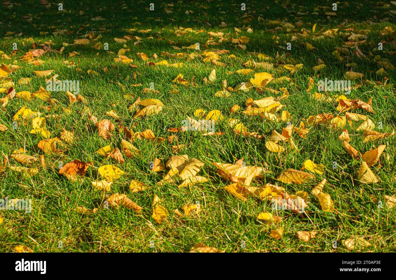 Gelb-orange Herbstlaub auf dem Boden in einem wunderschönen Herbstpark. Gefallene goldene Herbstblätter auf grünem Gras in sonnigem hellem Hof. Herbstlandschaft bac Stockfoto