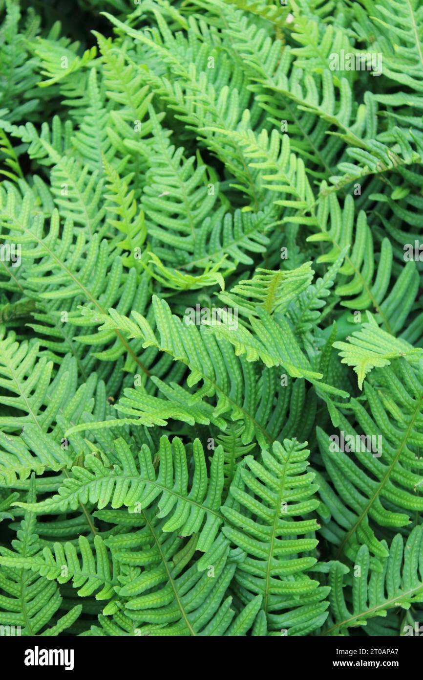 Gemeinsamen Maisöl (Polypodium Vulgare) Stockfoto