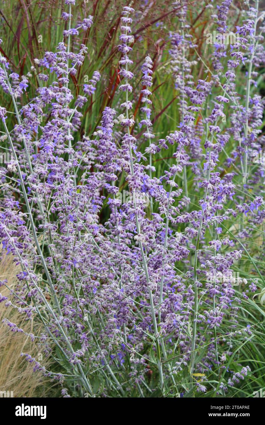 Perovskia atriplicifolia Fotos und Bildmaterial in hoher Auflösung