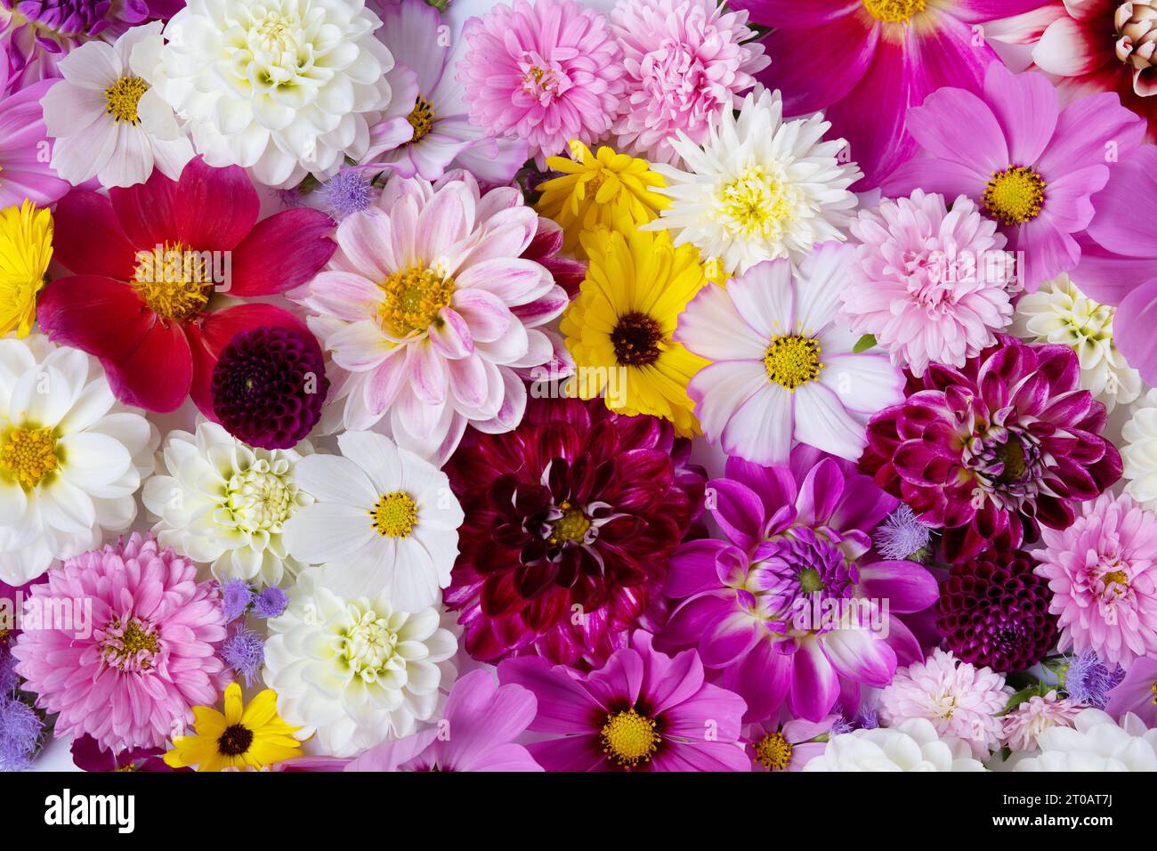 Kreatives Layout aus Blumen, Astern, Dahlien, Ringelblumen. Grußkarte mit Blumenmuster. Farbenfroher Herbstblumenhintergrund mit Platz für Text. In der Natur Stockfoto