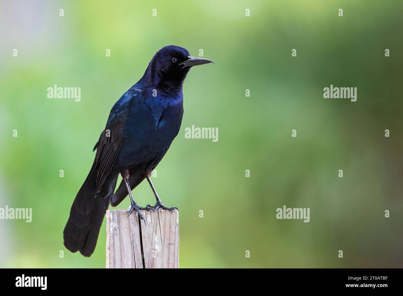 Bootsschwanzgrackle (Quiscalus Major) auf Zaunpfosten, Lake Parker, Florida, USA Stockfoto