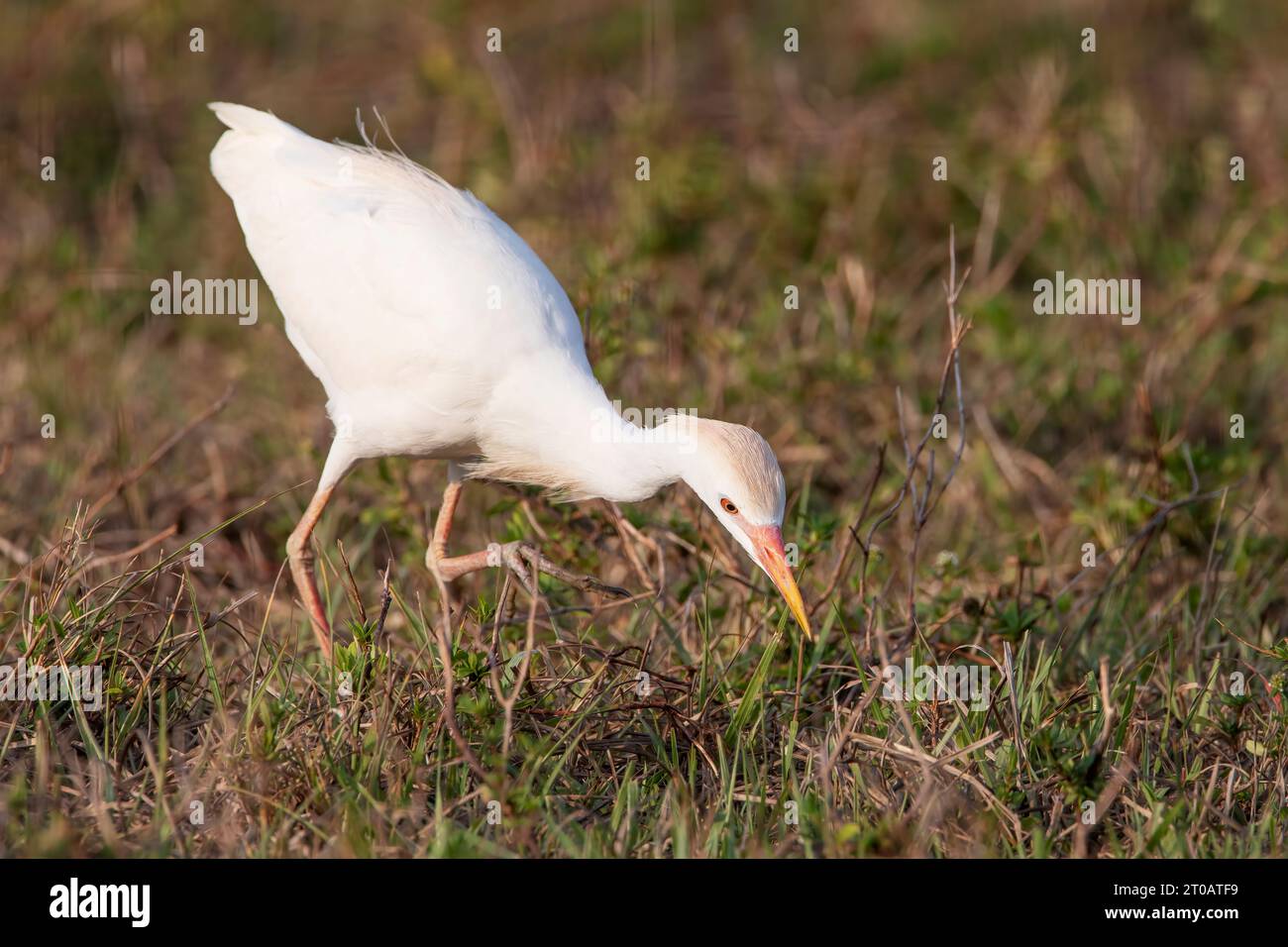 Rinderreiher (Bubulcus ibis) auf der Suche nach Nahrung, Kissimmee, Florida, USA Stockfoto