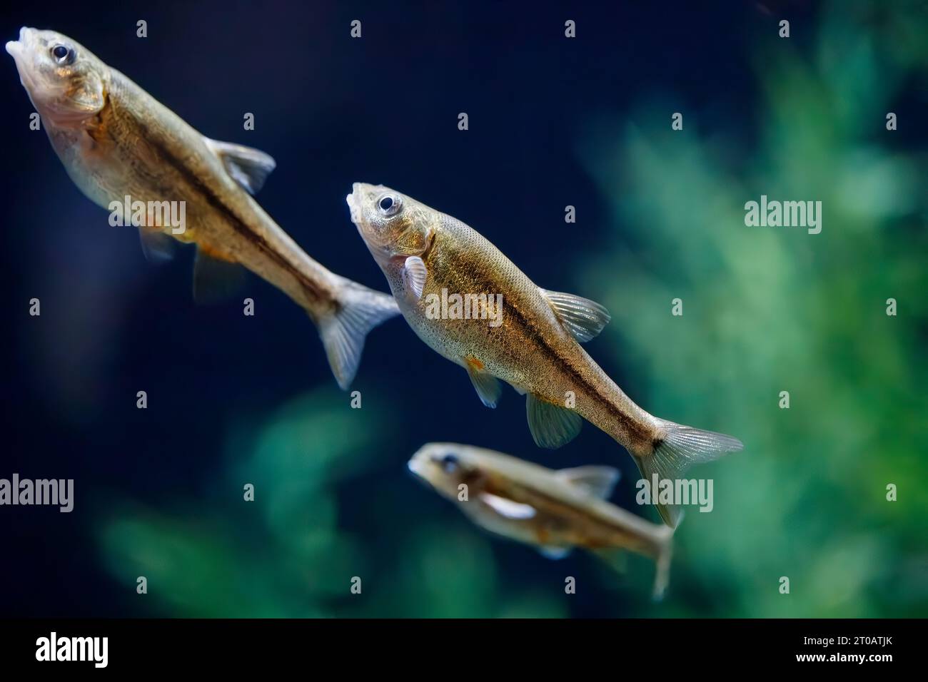 Sonora Chub (Gila ditaenia), gefährdete Süßwasserfische, Arizona, USA Stockfoto