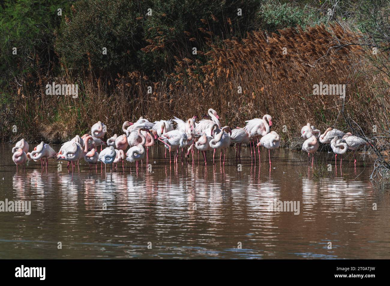 Eine Schar großer Flamingos, die in einer Lagune in einem Vogelreservat in den Feuchtgebieten der Camargue in der Provence, Frankreich, gegen den Wind stehen. Stockfoto