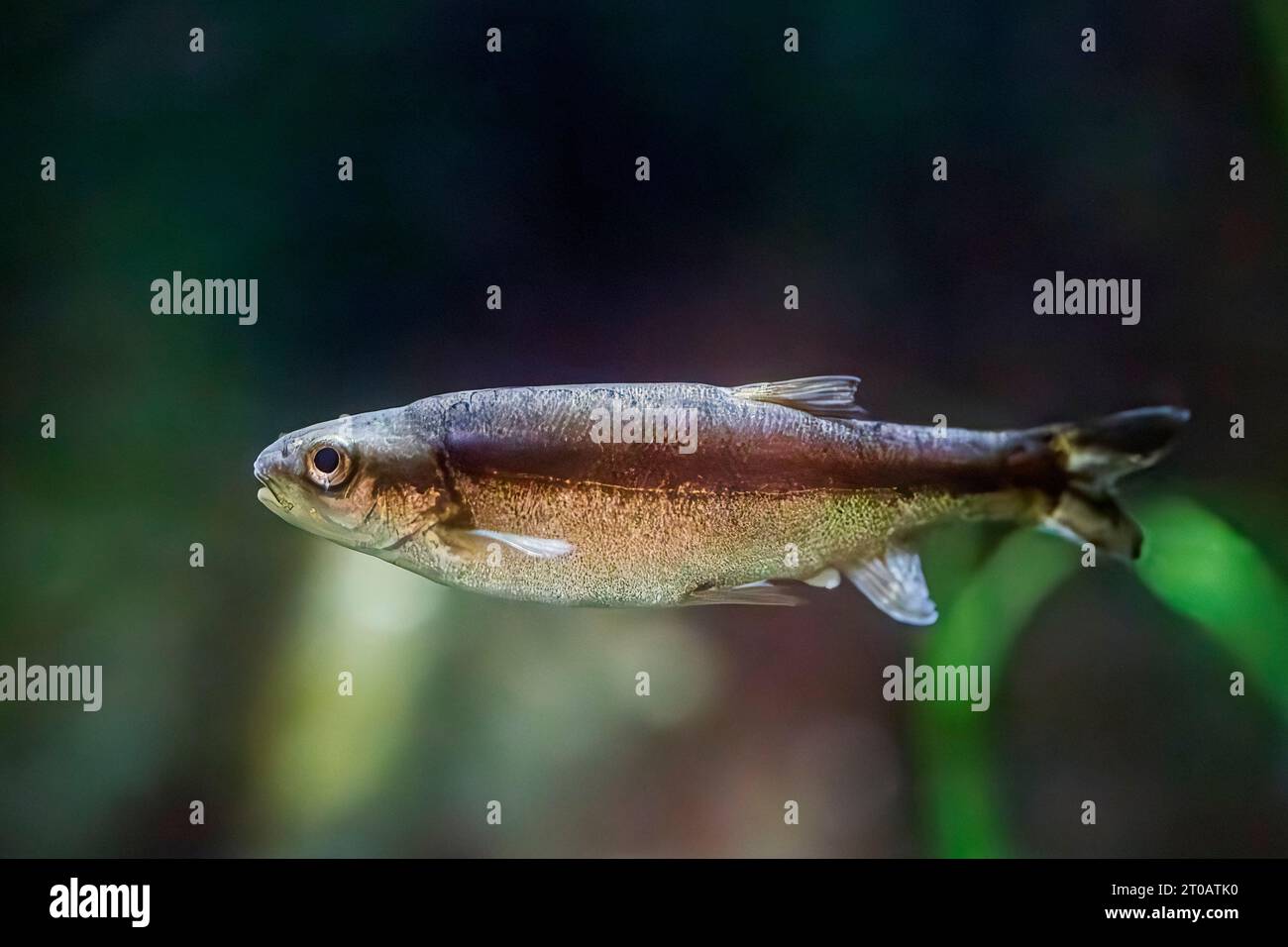 Gila Longfin Dace (Agosia chrysogaster chrysogaster), Arizona, USA Stockfoto