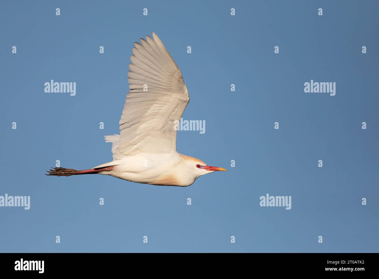 Rinderreiher (Bubulcus ibis) fliegen, Stick Marsh, Florida, USA Stockfoto