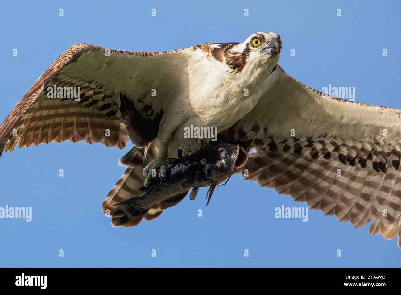 Osprey (Pandion haliaetus) fliegt mit Fischen im Circle B Bar Reserve, Florida, USA Stockfoto