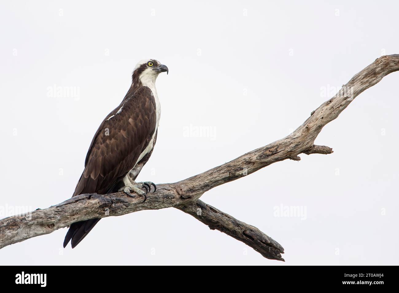 Osprey (Pandion haliaetus) liegt im Circle B Bar Reserve, Florida, USA Stockfoto