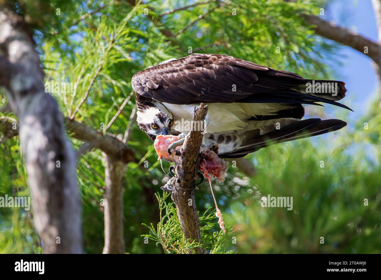 Osprey (Pandion haliaetus) mit Fischen im Circle B Bar Reserve, Florida, USA Stockfoto