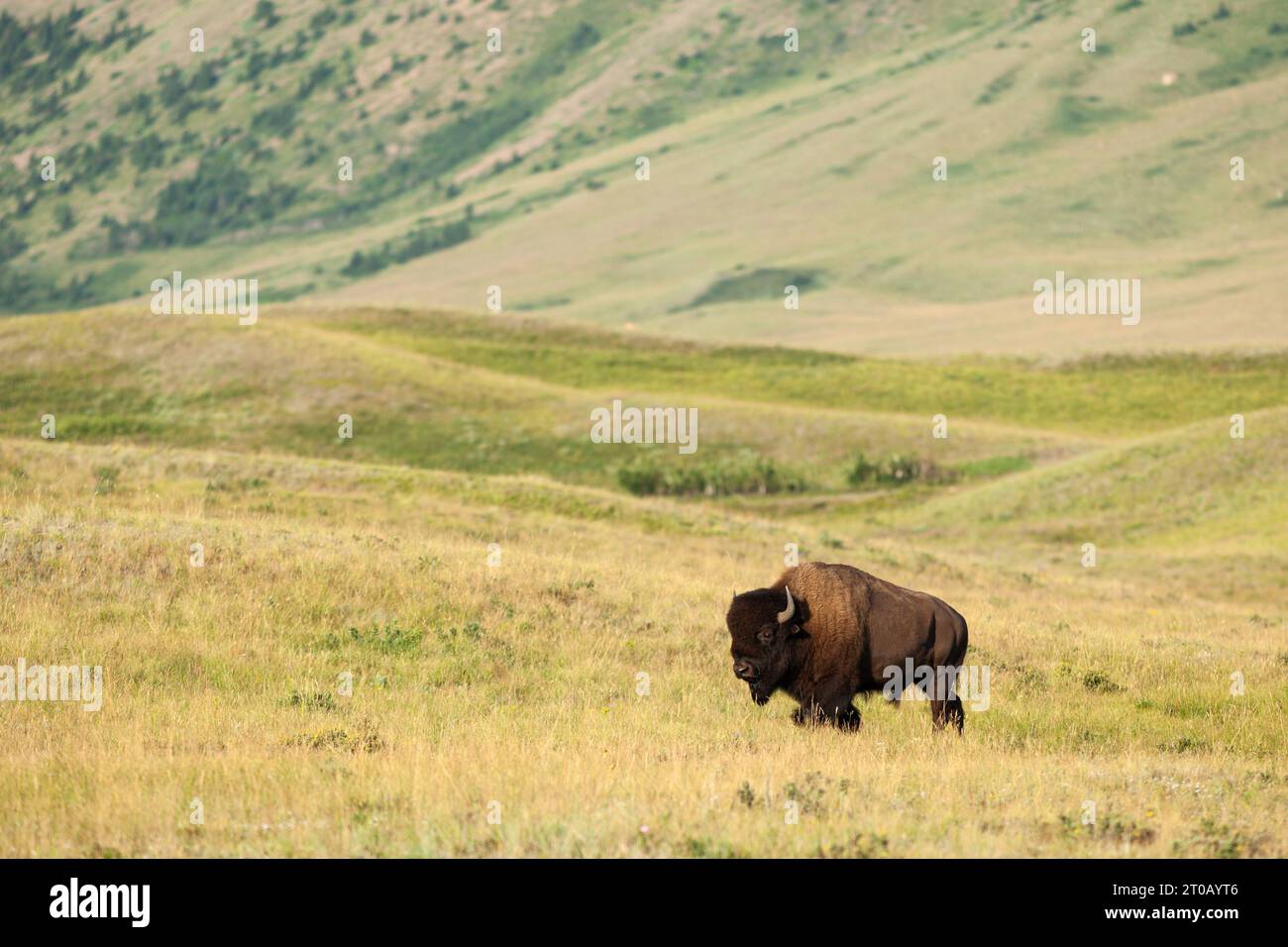 Plains Bison, Waterton Lakes NP, Alberta, Kanada Stockfoto