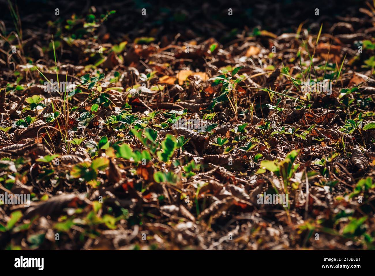 Sturz. Gelbe und braune Blätter in grünem Gras bei schönem Sonnenschein. Stockfoto