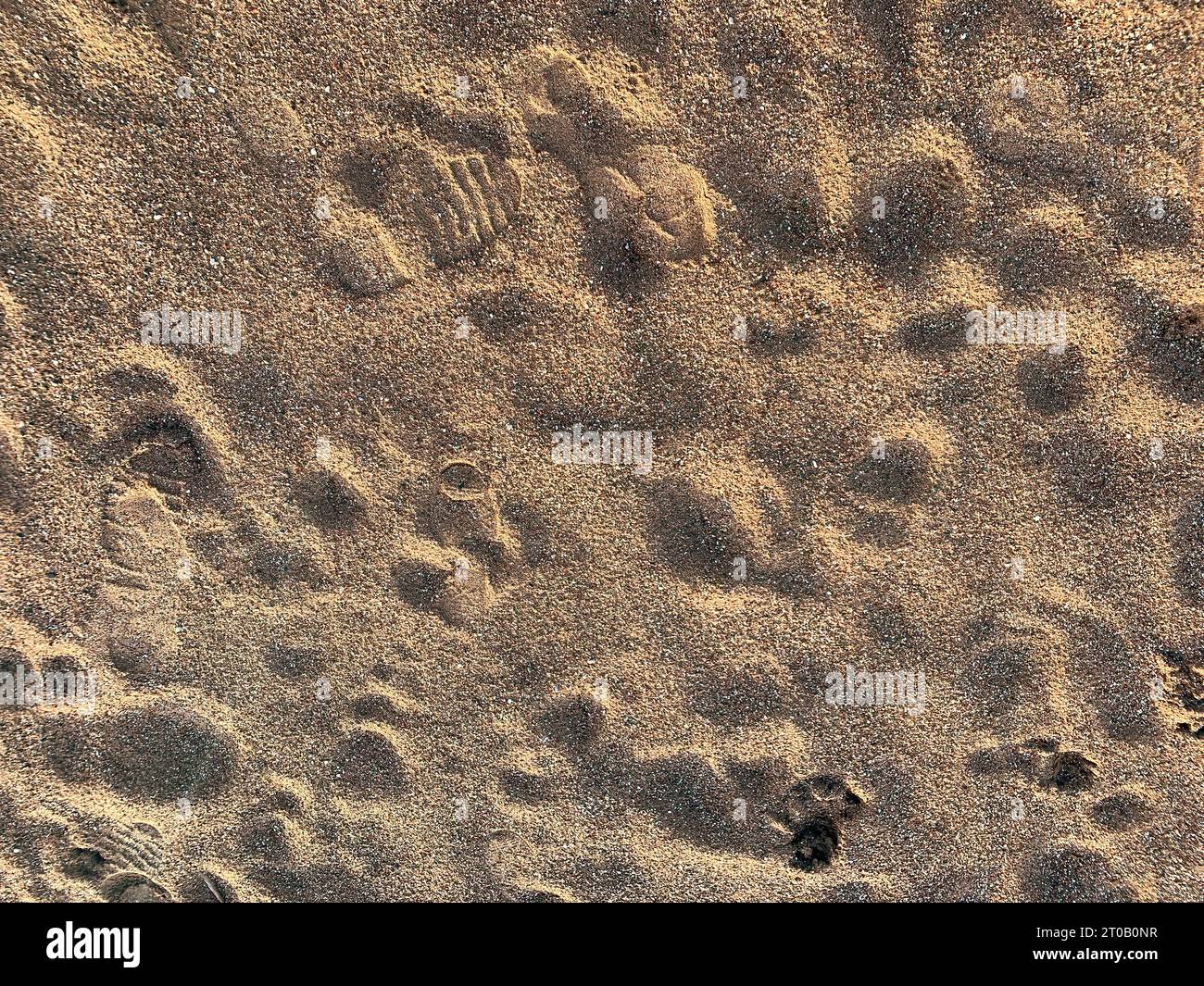 Die Textur eines Strandsandes mit Fußstapfen menschlicher Füße und Hundepfoten. Abstrakte Naturhintergründe Stockfoto