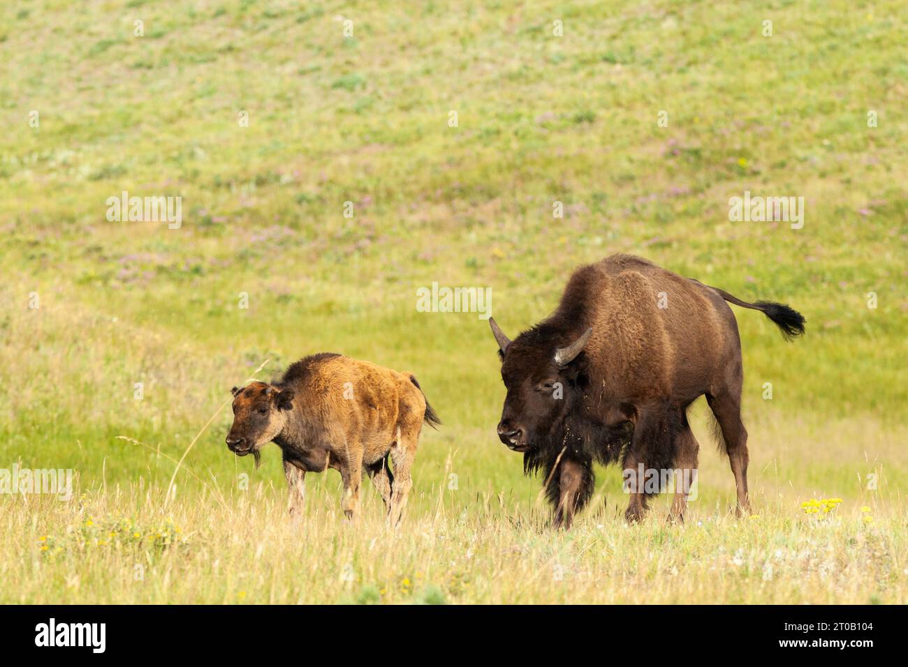 Plains Bison, Waterton Lakes NP, Alberta, Kanada Stockfoto