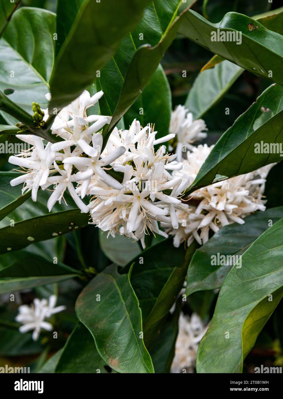 Nahaufnahme von hübschen, kleinen Blütenblättern, die in Bündeln aus Zweigen auf einer Kaffeepflanze sprießen und sich leicht in der kühlen Brise bewegen, in einem kleinen Bauernhof in Lao Stockfoto