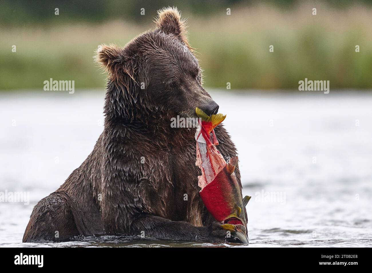 Bär isst einen rosa Lachs ALASKA AUFREGENDE Bilder einer Mutter Kodiak Bär mit ihren beiden Jungen zeigen den ?Grizzly? Familie genießt süße Familienzeit. Bilder Stockfoto