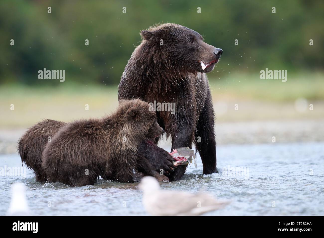 Kodiak Bär Familie teilt Essen ALASKA AUFREGENDE Bilder einer Mutter Kodiak Bär mit ihren beiden Jungen zeigen den ?Grizzly? Familie genießt süße Familienzeit Stockfoto