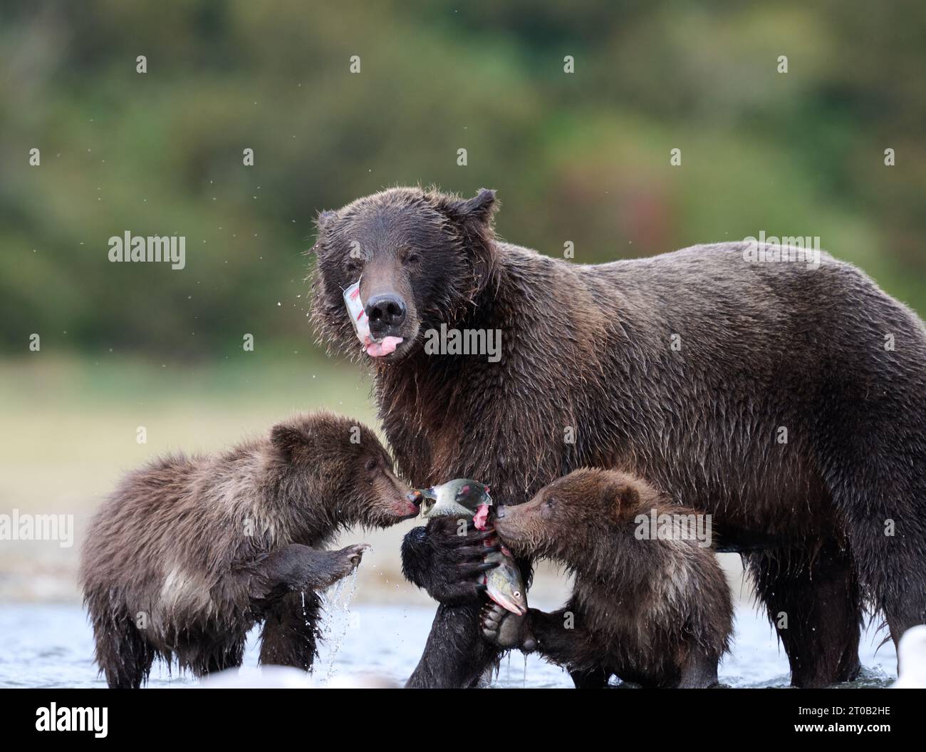 Kodiak Bärenjungen mit ihrer Mutter ALASKA SPANNENDE Bilder einer Mutter Kodiak Bär mit ihren beiden Jungen zeigen den ?Grizzly? Familie genießt süße Familie tim Stockfoto