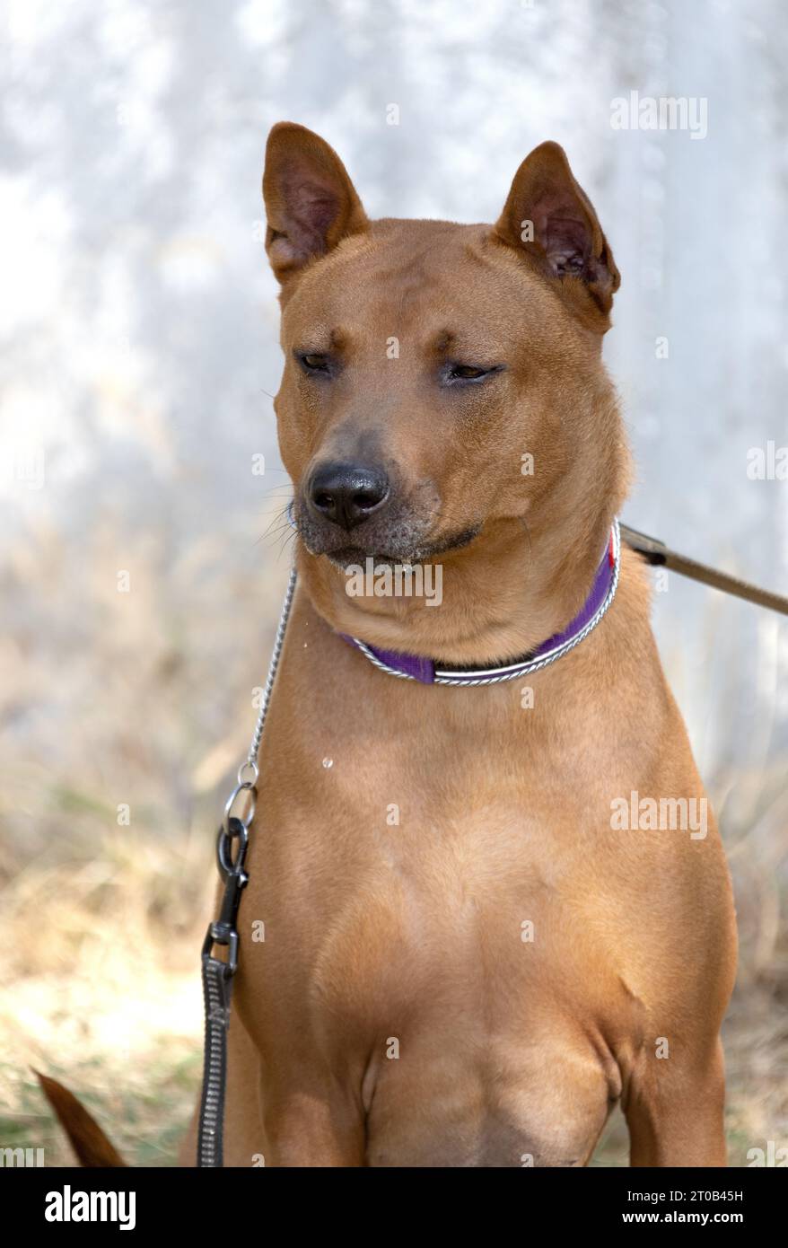 Thailändisches Ridgeback-Hündchen. Red Thai Ridge Dog - alter lokaler Hund Thailands, kurzhaarige, dreieckige Ohren von mittlerer Größe. Schwarze Nasenspitze, Form o Stockfoto