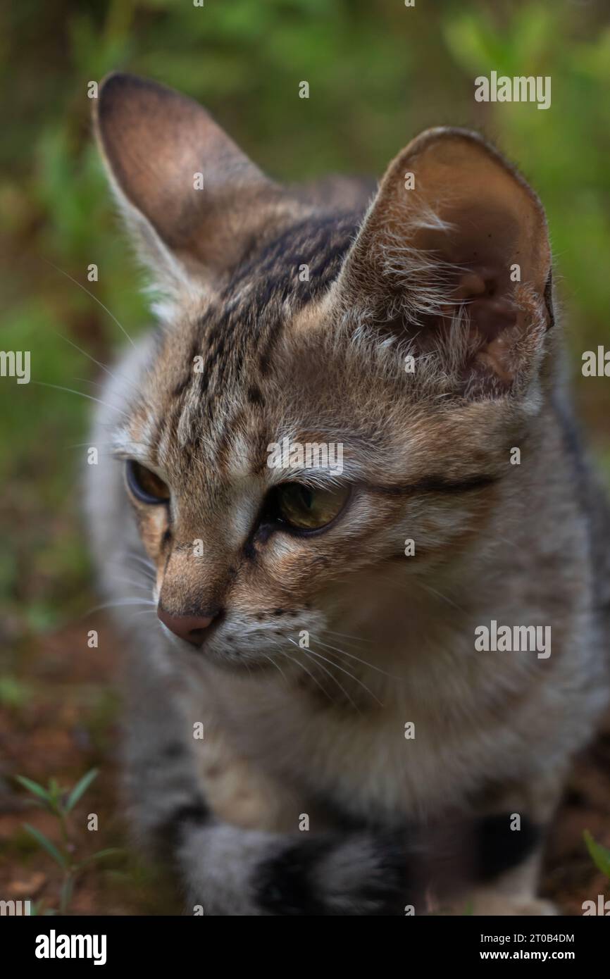 Eine kleine bis mittelgroße Wildkatze in einem grasbewachsenen Porträt. Stockfoto