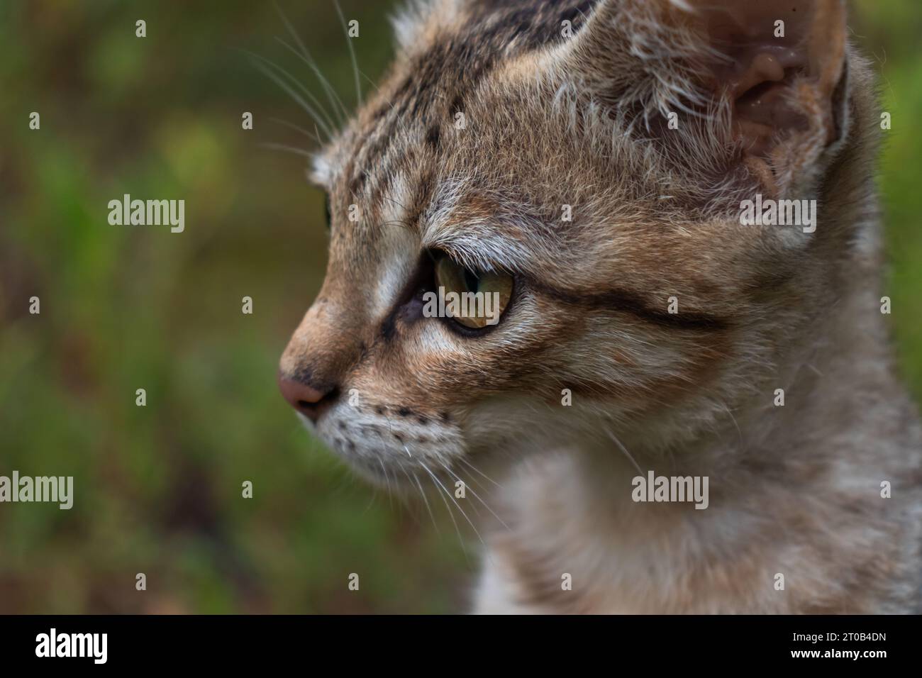 Eine kleine bis mittelgroße Wildkatze in einem grasbewachsenen Porträt. Stockfoto