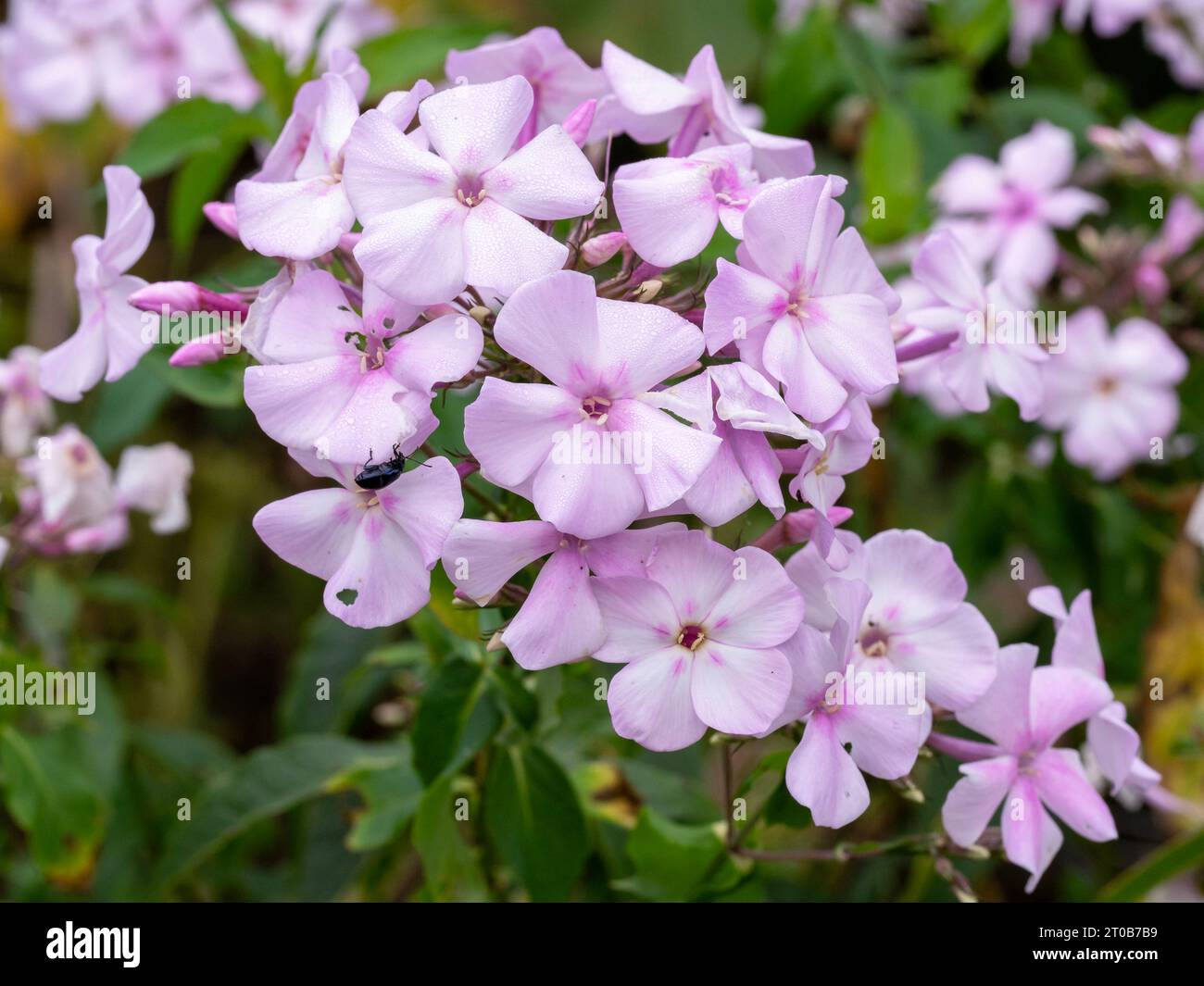 Hübsche pinkfarbene Phlox paniculata Blüten, Varieté Discovery Stockfoto