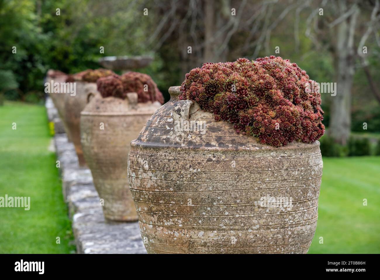 Ziergartenurne mit saftigen Sempervivums (Hausleeks) an der Wand einer Terrasse gepflanzt. Stockfoto