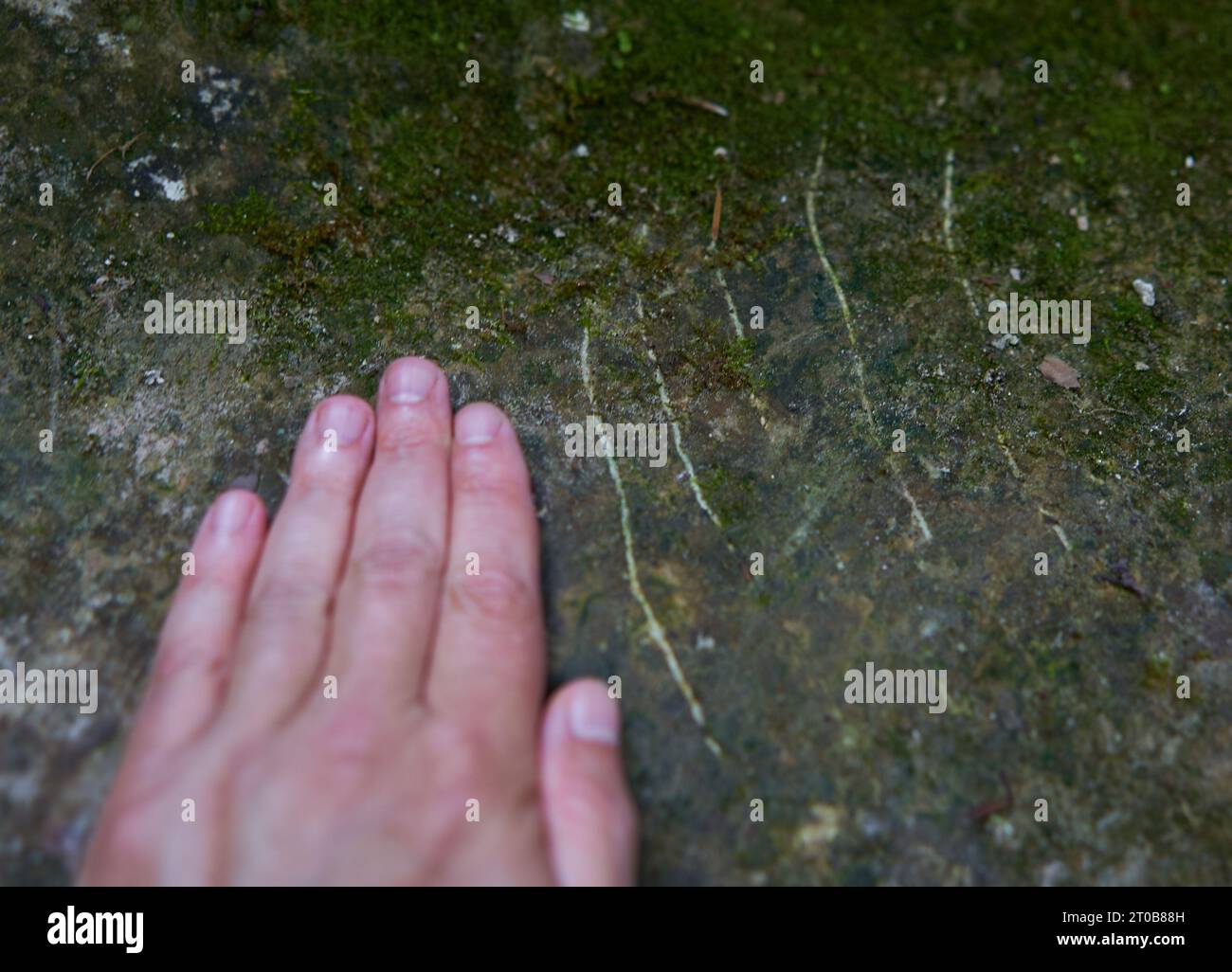 Mann mit einer Hand in der Nähe der Klauenspuren eines Grizzlybären auf einem Felsen Stockfoto