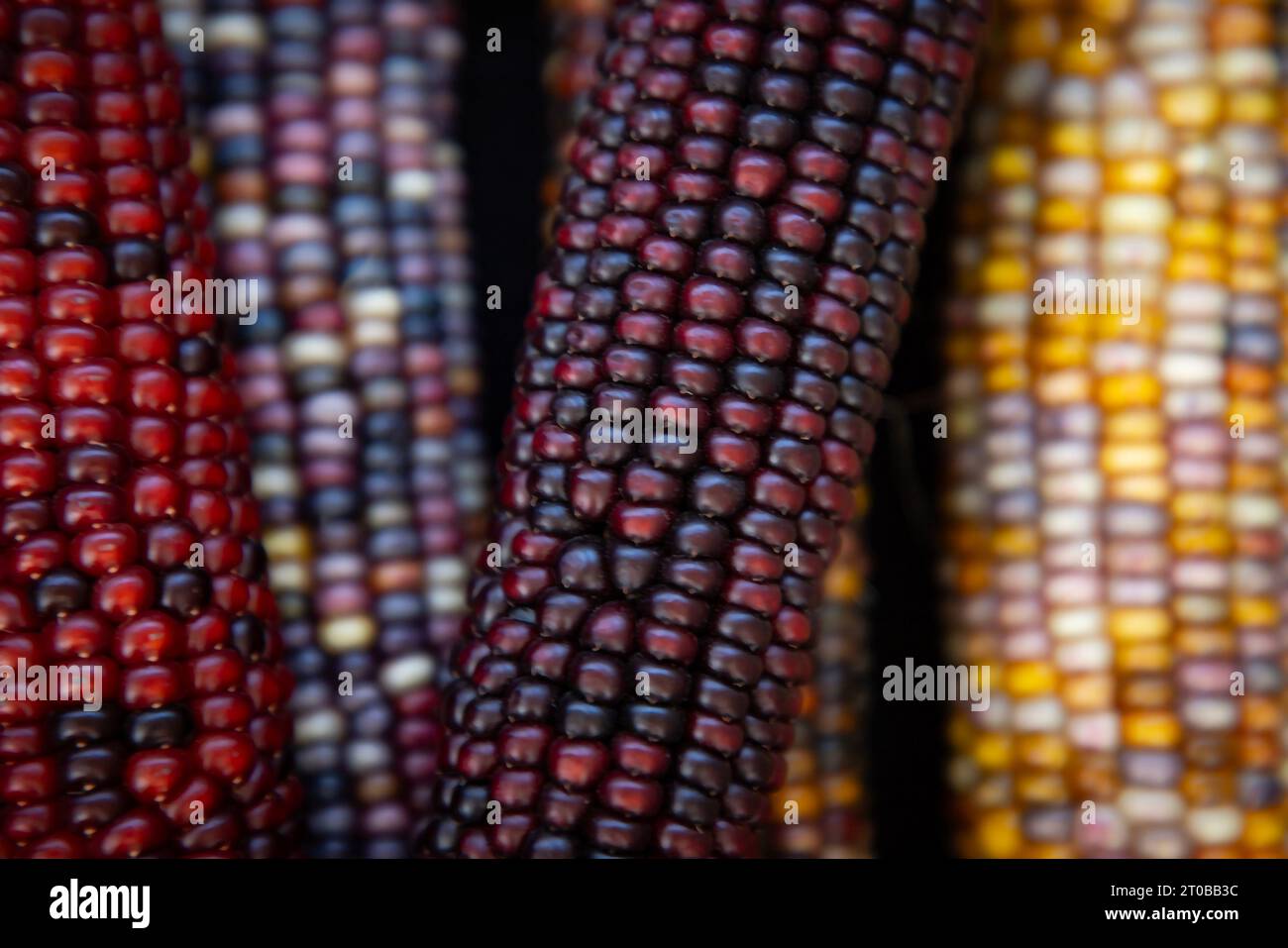 Indischer Mais ist ein ornamentaler mehrfarbiger Mais, der die Erntezeit im Herbst symbolisiert. Stockfoto