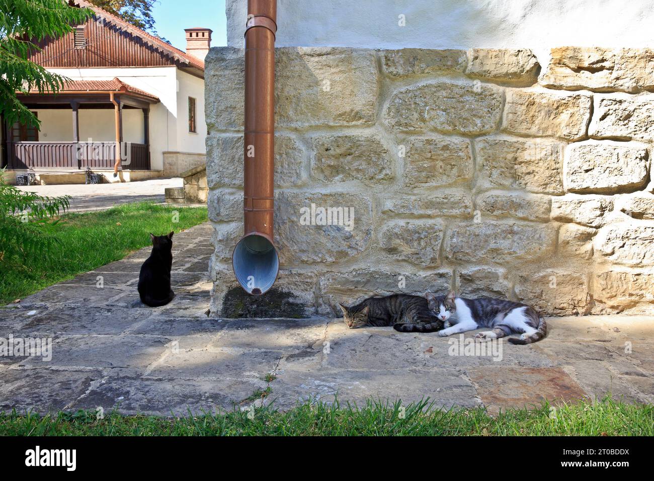 Einige Katzen machen an einem warmen Sommernachmittag ein Nickerchen im östlich-orthodoxen Capriana-Kloster in Capriana, Moldawien Stockfoto