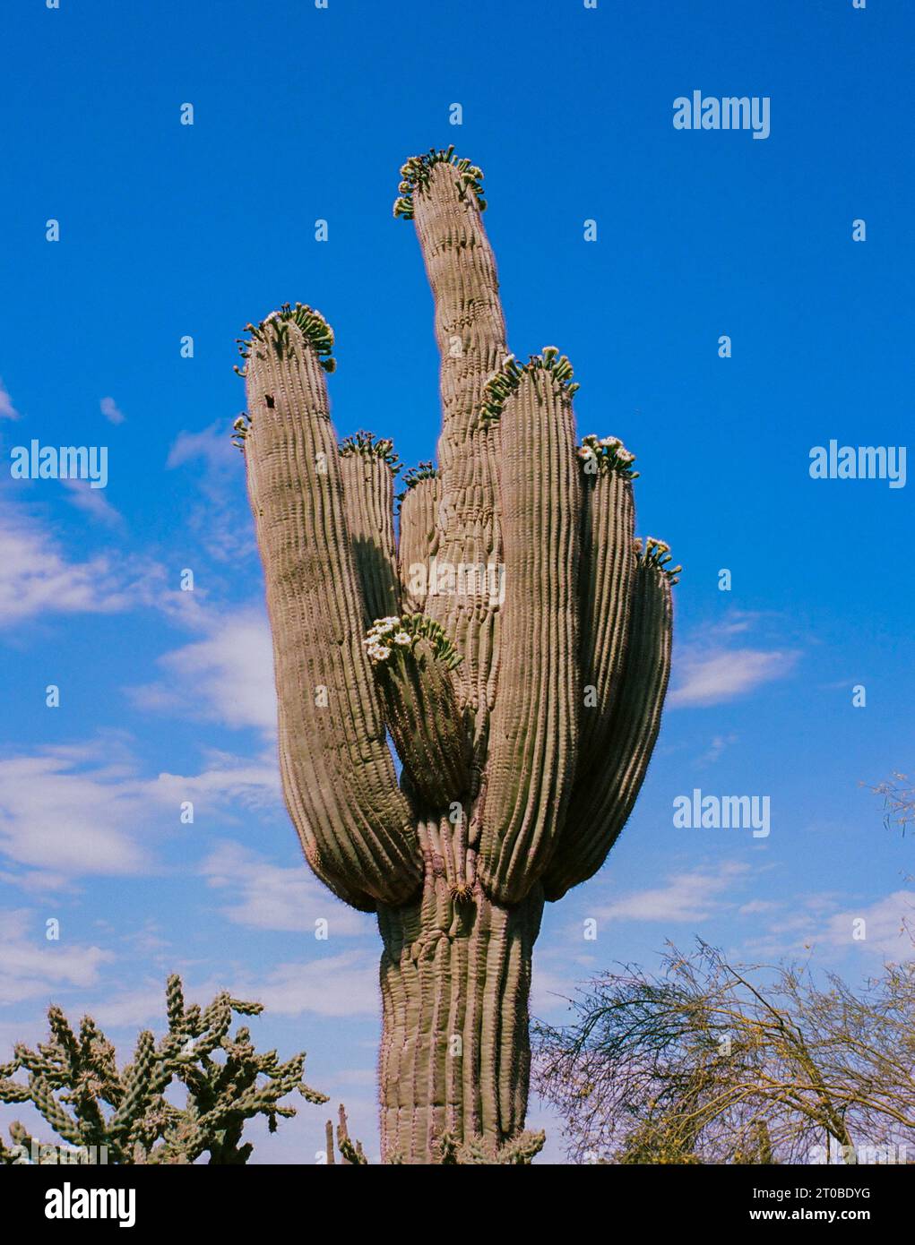 Nationalpark saguaro Cactus Stockfoto