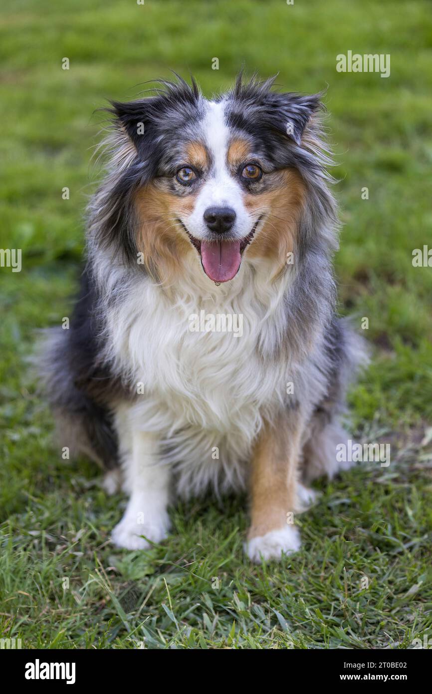 12 Jahre Alter Blue Merle Tricolor Miniatur Australian Shepherd Weiblicher Hund. Stockfoto