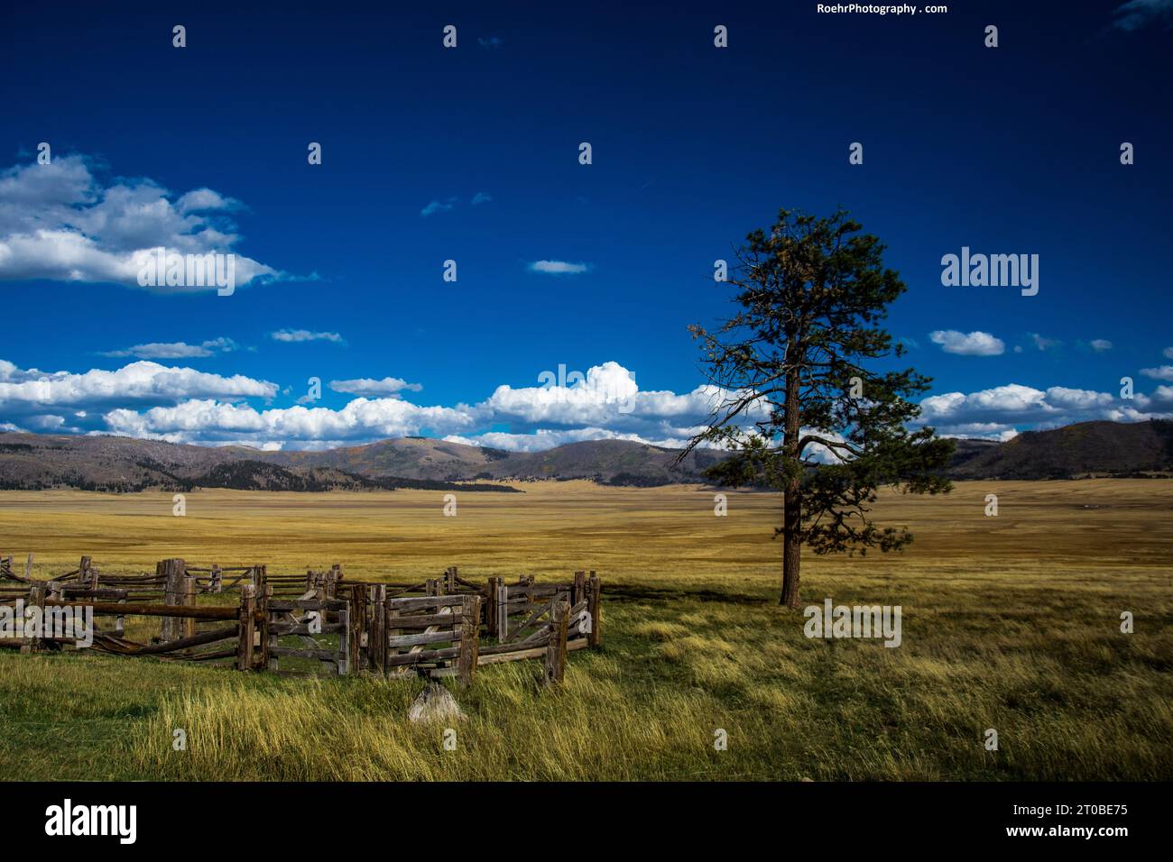 Holzzaun und Ponderosa-Kiefer, Valles Caldera, New Mexico Stockfoto