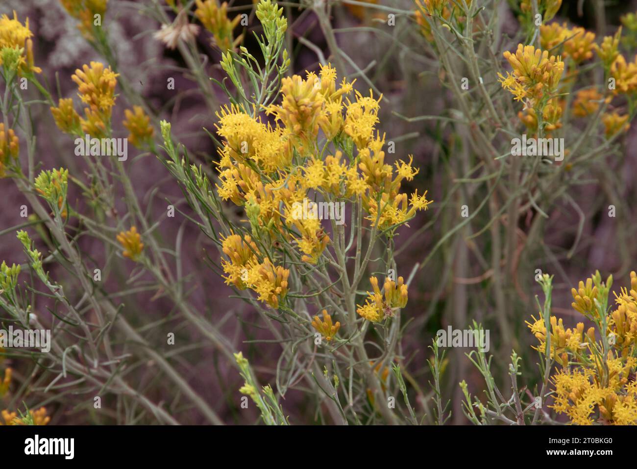 Aus nächster Nähe Pflanzen, die in der trockenen Landschaft des südlichen Utahs wachsen. Stockfoto