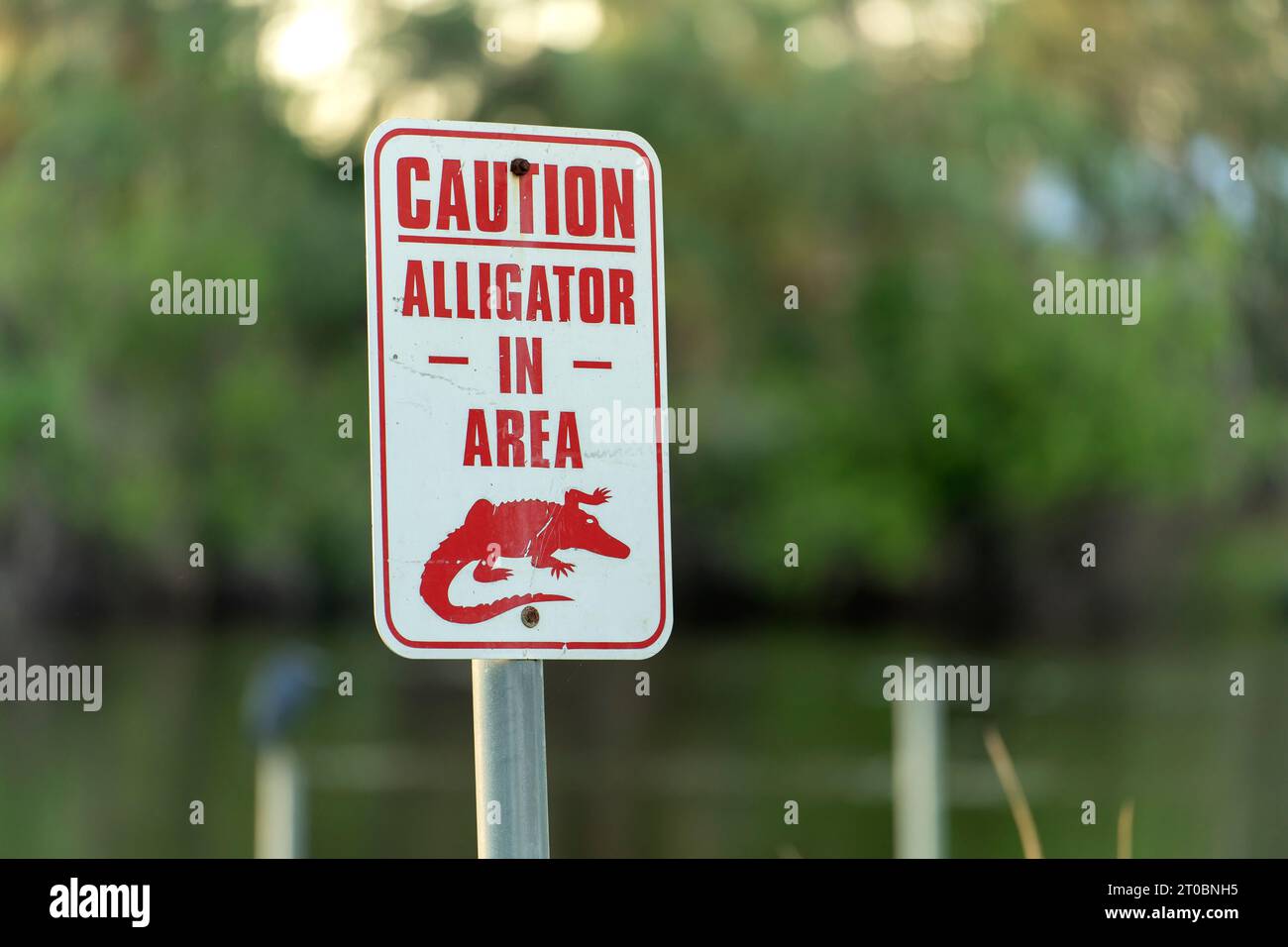 Warnschild über Alligator im Wasser im Florida Park. Vorsicht und Sicherheit beim Gehen in der Nähe des Ufers Stockfoto