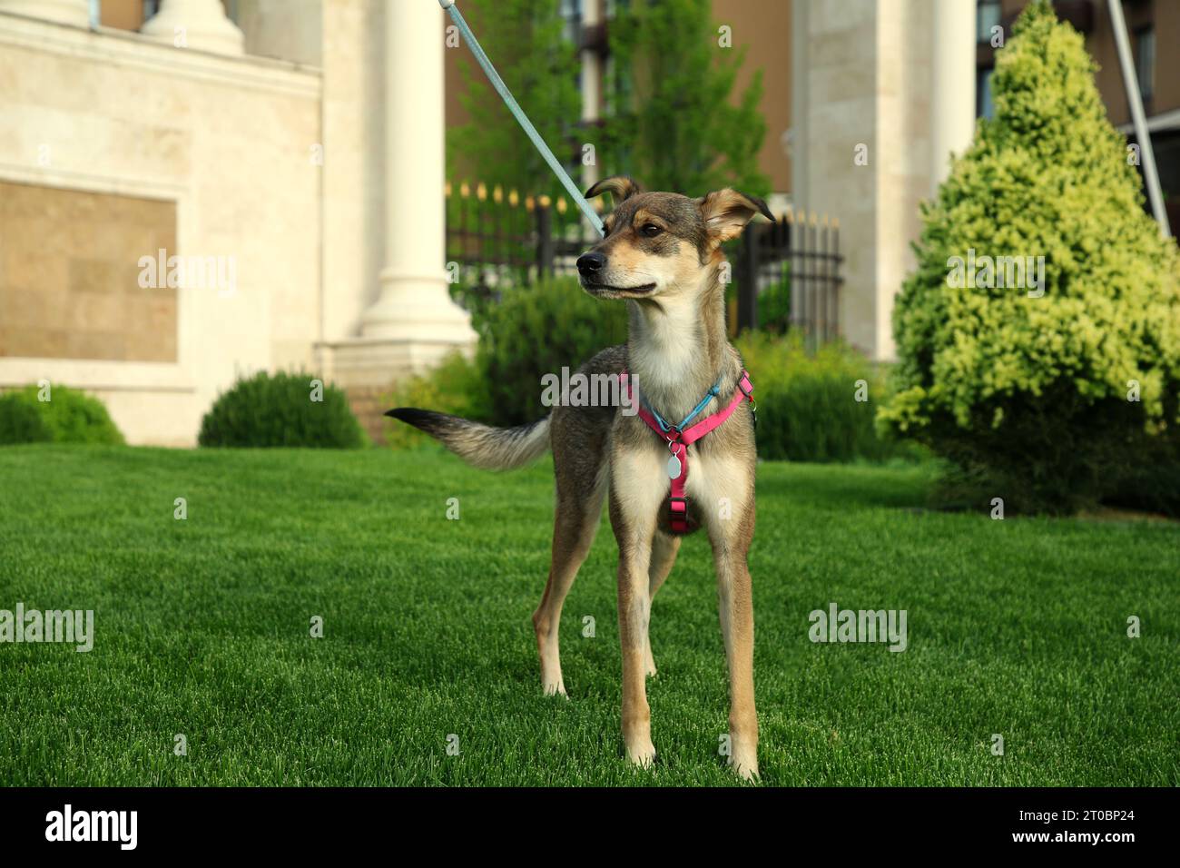 Entzückender Hund mit Leine auf grünem Gras im Freien Stockfoto