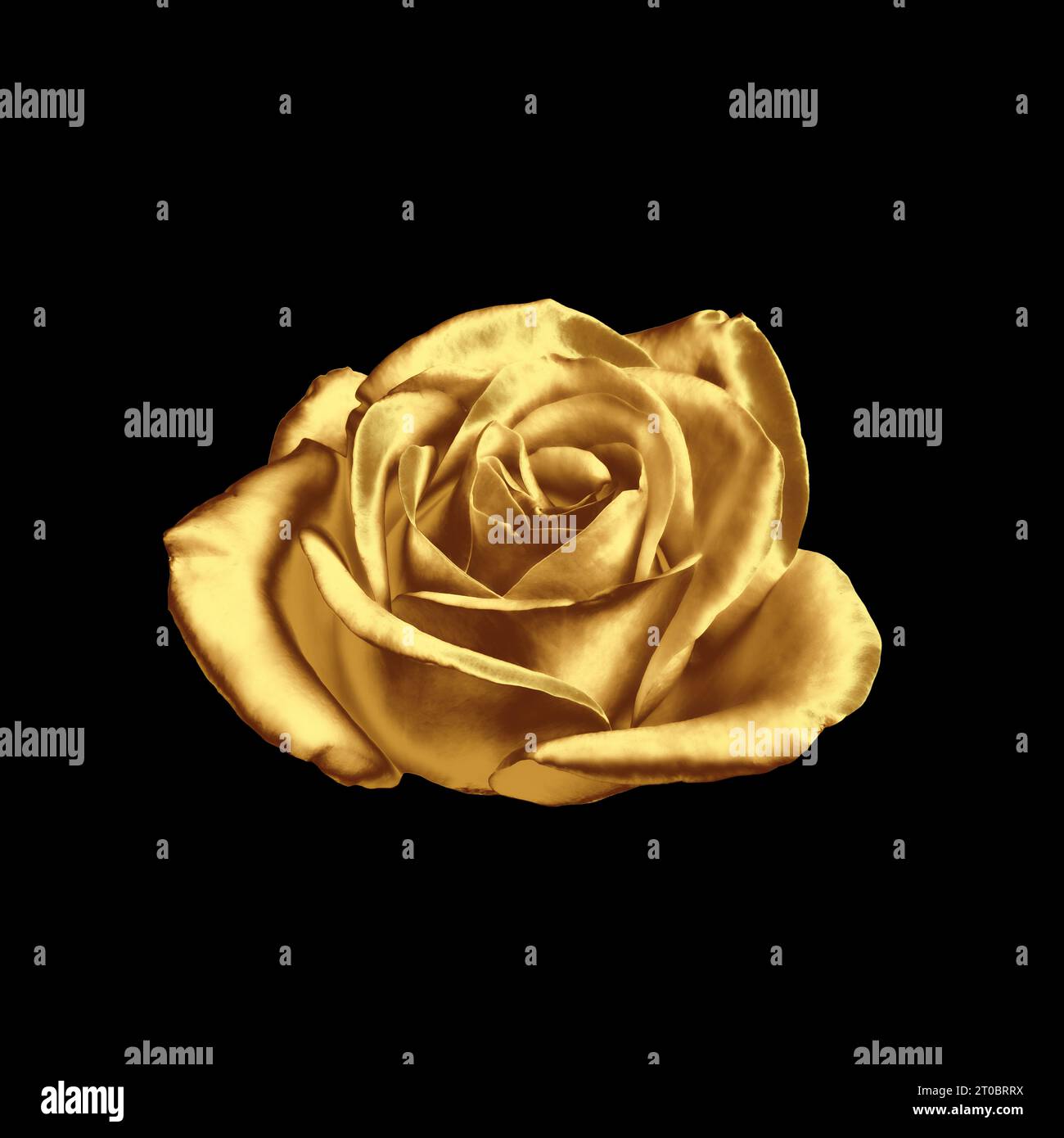 Erstaunliche glänzende goldene Rose auf schwarzem Hintergrund Stockfoto